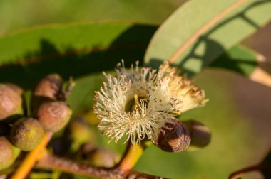 Makro okaliptüs çiçeği tomurcukları doğal ışıkta oluşur. Kuzey Kıbrıs 'ta çekilmiş. Yumuşak arkaplan, botanik ve organik doku.