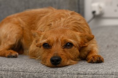 Küçük, zencefil renkli bir köpek yumuşak, gri bir kanepede dinlenir, huzurlu ve huzurlu görünür. İfade eden gözleri ve rahat duruşu ile, evcil hayvan sıcaklık ve sükunet yayar..