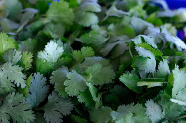 Taze kişniş yaprakları bol miktarda düzenlenmiştir, zengin yeşil renklerle parlarlar. Alışverişçiler taze ve yerel malzemelerle dolu canlı pazarı keşfederken zengin aroma havayı dolduruyor..