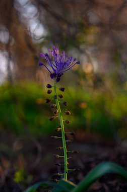 İnce bir saptan zarif bir mor çiçek yükselir, yemyeşil ve yumuşak, altın güneş ışığıyla aydınlatılır. Huzurlu bir öğleden sonra yakalanan doğa güzelliği.