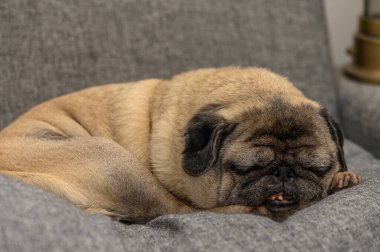 Yorgun Pug Rahat Kanepede Kestiriyor