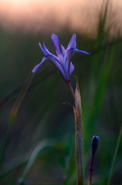 Tek bir mor kır çiçeği, batan güneşin yumuşak parıltısıyla aydınlanan yemyeşil çimenlerin üzerinde zarif bir şekilde yükselir. Doğanın sanatsallığı sakin bir anda sergileniyor..