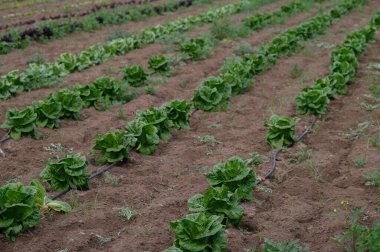 Zengin toprak ve sıcak güneş ışığıyla beslenen canlı marul bitkileri tarlaya yayılır. Çiftçiler önlerinde bereketli bir hasat olmasını sağlamak için özenle ekinlerle ilgilenirler..