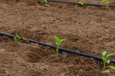 Filizler, dikkatli sulama hatlarını takip ederek besin açısından zengin topraklardan çıkar. Erken bahar güneşi, bu yükselen bahçede sıcaklık, büyüme ve canlılık sağlar..