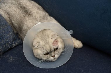 Yuvarlak yüzlü ve koruyucu yakalı tüylü gri bir kedi yumuşak mavi bir kanepede yatıyor. Büyük gözleri, tedavi sonrası iyileşme sürecinde bir merak ve sakinlik hissini yansıtıyor..