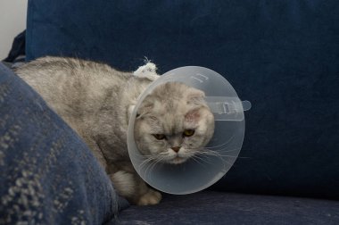 Boynunda kendine özgü bir koni olan tüylü gri bir kedi yumuşak bir kanepede uzanır ve son veteriner randevusundan sonra huysuz bir yüz ifadesi sergiler. Modern yaşam alanı huzurlu bir zemin sağlar..