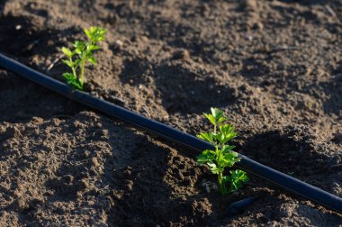 Parlak yeşil filizler, sıcak güneş ışınlarının altındaki damlaların sulamasından beslenen koyu toprağı delip geçer..