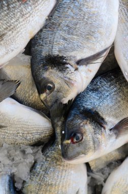 Kalabalık bir sahil pazarında buzdan bir yatakta bol miktarda av görüldü. Titreyen pullar ve balığın canlı gözleri okyanusun cömertliğinin tazeliğini gözler önüne seriyor..