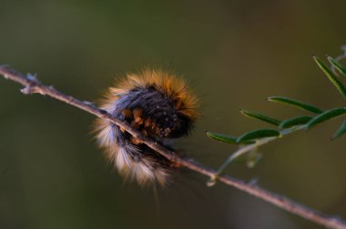 Canlı bir tırtıl, altın saat boyunca huzurlu bir ortamda narin bir dalı keşfeder..
