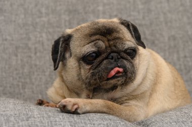 Neşeli bir köpek, yumuşak gri bir kanepede gevşer, başını hafifçe eğer ve şakacı bir şekilde dilini uzatır, sade bir atmosferde keyif ve rahatlık anı yakalar..