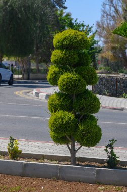 Titizlikle yuvarlak katlara dönüştürülmüş parlak yeşil otlaklar, bakımlı bir yolun kenarını süslüyor. Güneş gölgeler bırakır, mavi gökyüzüne karşı canlı rengini güçlendirir..