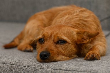 Altın kürklü bir köpek konforlu gri bir kanepede rahatça dinlenir, kürkü öğleden sonra ışığında hafifçe parlar. Atmosfer sakin ve davetkar, rahatlamak için mükemmel..