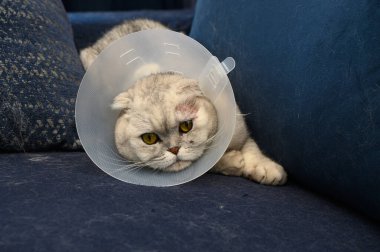 Koyu mavi bir kanepede uzanan tüylü bir kedi, veterinere yaptığı ziyaretten sonra şeffaf bir tasma takıyor. Anlamlı gözleri, rahat bir ev ortamında rahatlık ve merak karışımını yansıtır..