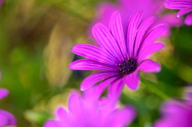Osteospermum Canlı Çiçek Çiçeği