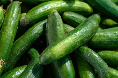 Bereketli yeşil salatalıklar serpilmiş, sıcak bir yaz öğleden sonrasında hareketli bir pazarda tazeliklerini sergiliyorlardı..