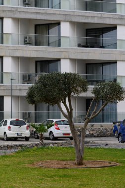 Benzersiz bir şekle sahip bir zeytin ağacı manikürlü otlarla çevrili, sakin bir gökyüzünün yakınına park edilmiş beyaz arabalar, kıyı bölgesinde sakin bir atmosfer yaratıyor..