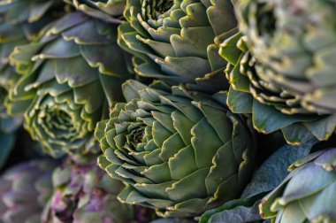Yeşiller yemyeşil enginarlar karmaşık katmanlarını ve dokularını nazik güneş ışığı altında sergiler. Canlı renkler bu taze ürünün güzelliğini arttırıyor ve daha yakından bakmamızı sağlıyor..