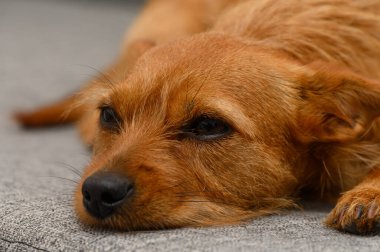 Mutlu bir köpek başını yumuşak gri bir yüzeye yaslar, gözleri yarı kapalı. Sıcak öğleden sonra ışığı içeri süzülür ve dinlenmek için ideal sakin bir atmosfer yaratır..