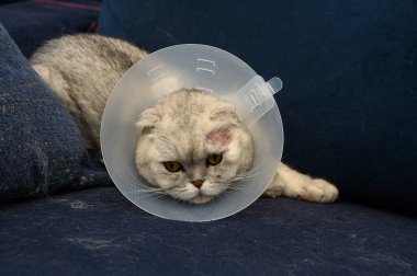 Konisi olan oyuncu bir kedi rahat bir kanepede oturur ve meraklı bir şekilde odayı seyreder. Yumuşak yastıklar etrafını sarar ve yağmurlu bir günde rahat, rahat bir atmosfer yaratır..