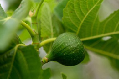 Kuzey Kıbrıs Şubesi 'nde Genç İncir Meyveleri