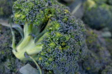 Brokoli, açık mavi gökyüzünün altında yemyeşil çiçeklerini sergileyerek ekin tarlasında göze çarpıyor. Bir çiftçi bu organik ürünlerle pazar gününe hazırlanıyor, sağlıklı beslenmeyi vurguluyor..