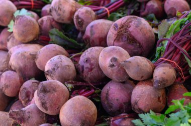 Çiftçiler taze hasat edilmiş pancar kökü bolluğu sergiliyorlar. Zengin mor derileri sonbahar güneşi altında parlıyor. Canlı renkler ve toprak kokusu canlı bir atmosfer yaratır..