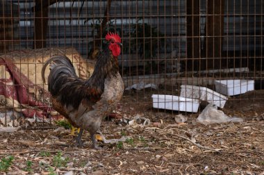 Huzurlu sabah saatlerinde canlı bir horoz güvenli bir şekilde kır çiftliğinde kasıla kasıla yürür. Doğal elementlerin bir karışımıyla çevrelenmiş olan kuş tüyü, yiyecek ararken nefes kesici tüylerini sergiler..