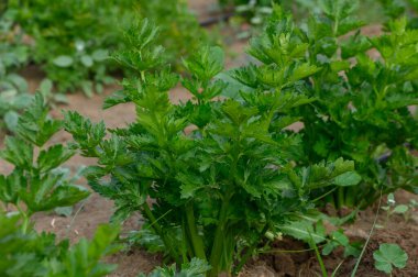 Canlı bir bahçede, taze kereviz bitkileri dimdik ayakta, taze yeşil yaprakları güneş ışığında parlıyor. Zengin toprak, verimli bir hasat vaat ederek büyümelerini sağlar..