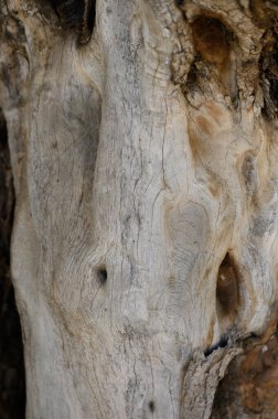 Yıpranmış ağaç gövdesinin yakın görüntüsü sersemletici doğal dokular ve sıcak gün ışığı altında desenler sergiliyor..