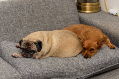 Bir pug ve küçük kahverengi bir köpek yumuşak bir kanepede sarılıp kapalı bir yerde huzurlu bir anın tadını çıkarıyorlar..