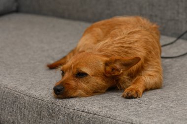 Sıcak güneş ışığı, rahat bir köpeğin yumuşak kürküne dokunur. Gri bir kanepede uzanır. Sakin atmosfer huzur ve rahatlığı davet eder, öğlen uykusu için mükemmeldir..