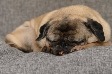 Kıdemli Pug Kanepede Huzur içinde Uyuyor