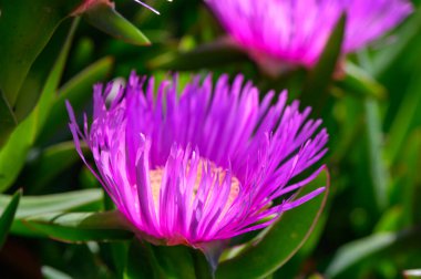 Yenebilir Carpobrotus Edulis 'in Sahil Arkaplanı