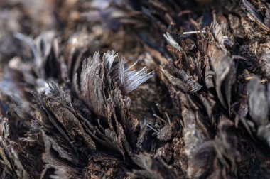 Yıpranmış ahşap tabakalar doğanın sanatını gözler önüne seriyor, sakin sabah saatlerinde hafifçe aydınlatılıyor..