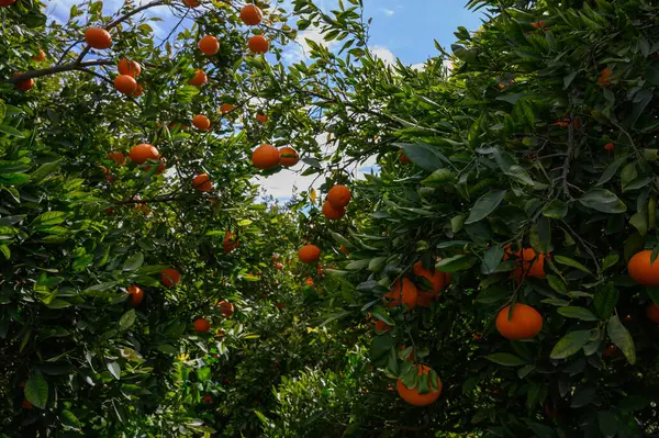 Olgun portakallar yeşil ağaçlardan sarkır, yumuşak meltemde hafifçe sallanır, neşeli bir hasat için davet eder.