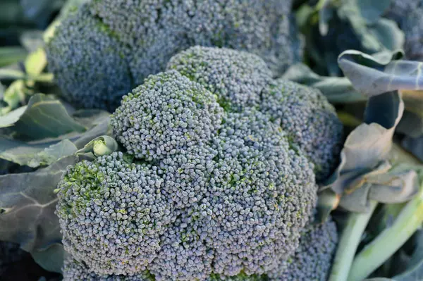 Bereketli brokoli kafalar güneş ışığı altında parlayarak hasat mevsiminde kırsal bir çiftlikte tazeliklerini ön plana çıkarırlar..