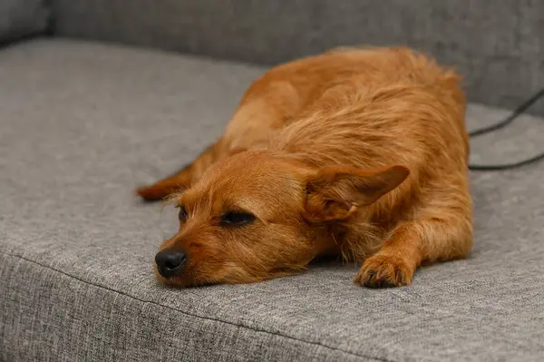 Sıcak güneş ışığı, rahat bir köpeğin yumuşak kürküne dokunur. Gri bir kanepede uzanır. Sakin atmosfer huzur ve rahatlığı davet eder, öğlen uykusu için mükemmeldir..