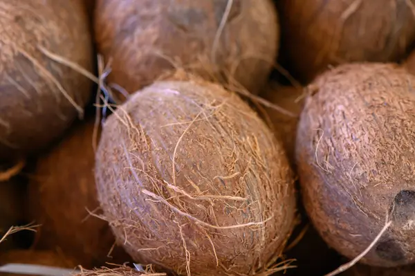 Sert hindistan cevizleri, pürüzsüz, lifli dış görünüşleriyle örülmüş bir sepetin içinde. Parlak bir öğleden sonra pazar yerinin canlı atmosferiyle çevrili. Keşif ve merakı davet ediyor..