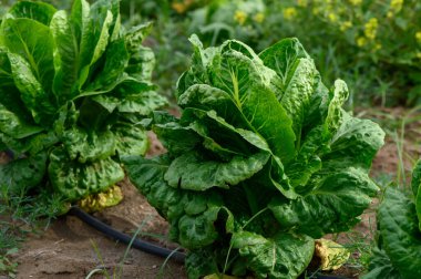 Romaine marulu, verimli bir bahçede yemyeşil ve sonbahar renklerinin ortasındaki güneş ışığının tadını çıkararak yemyeşil ve gürbüz yetişir. Toprak zengin, sağlıklı bitkiler sergileniyor..