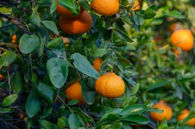 Sulu portakallar yemyeşil dallara güzelce asılır, sıcak güneş ışığında güneşlenir, sakin bir kırsal ortam yaratır..