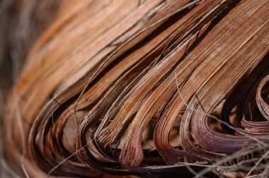 Hassas desenler ve toprak renkler kuru palmiye yapraklarından ortaya çıkar, parlak bir tropikal bahçede, öğleden sonra güneşinin altında doğanın sanatını sergiler..