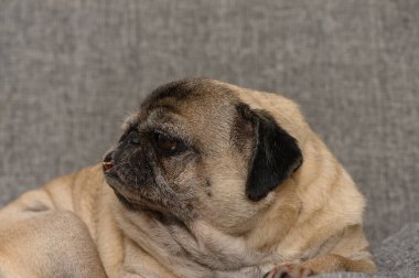 Yaşlı bir köpek yumuşak bir kanepede huzur içinde uyuyor, sakin ve rahat bir anın tadını çıkarıyor..