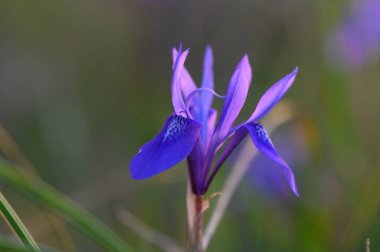Canlı mor çiçekler, yemyeşil yemyeşil sakin bir çayırda sabah ışığını selamlamak için açılır..