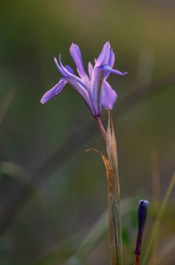 Göz kamaştırıcı mor bir kır çiçeği narin bir gövde üzerinde duruyor, yumuşak yeşil otlarla çevrili..