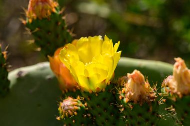 Kıbrıs 'ta dikenli bir armut kaktüsünde sarı çiçekler açar. Bu yenilebilir kaktüs Akdeniz güneşinde büyür ve manzaraya canlı bir renk katar..