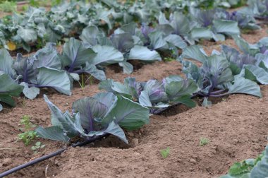 Zengin mor lahana bitkileri verimli bir bahçe yatağında yemyeşil çiçeklerle karışıyor. Güneş ışığı, canlı yaprakları ve sağlıklı toprağı vurgulayarak nazikçe filtreler..