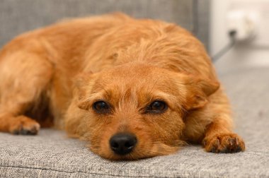 Küçük, altın-kahverengi bir köpek huzur içinde yatar, gözleri yumuşak bir kanepede uzanırken yavaşça mesafeye bakar. Ortam sakin, rahatlatıcı..