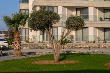 Gün batımında sakin bir sahil bahçesinde zarif bir zeytin ağacı yükselir. Bu da konumun huzurlu atmosferini güçlendirir..