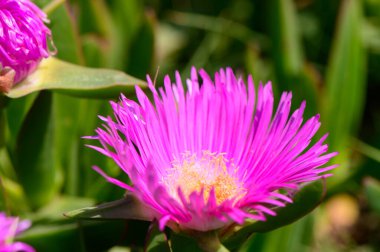 Carpobrotus Edulis Sulu Bitki Yakından Çekim