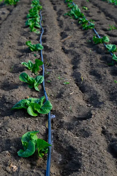 Genç yeşil bitkiler, güneşli bir bahar gününde damlayan sulama sistemiyle beslenen zengin topraklarda büyür..